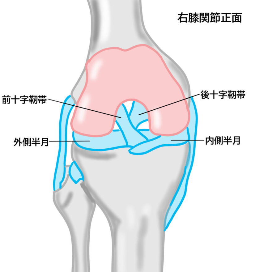 膝の靭帯の画像