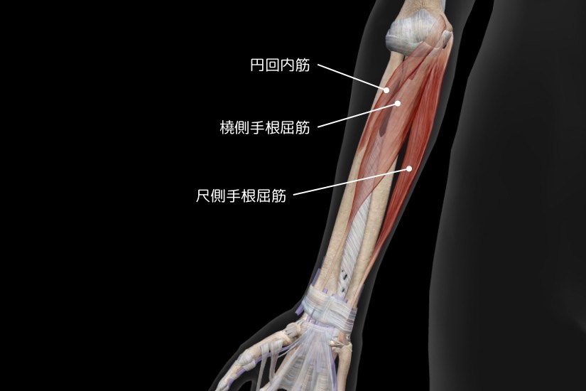 肘の筋肉を表す写真